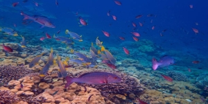 L'Esecutivo comunitario propone una prima serie di possibilità di pesca per il 2025 nel Mar Mediterraneo e nel Mar Nero.