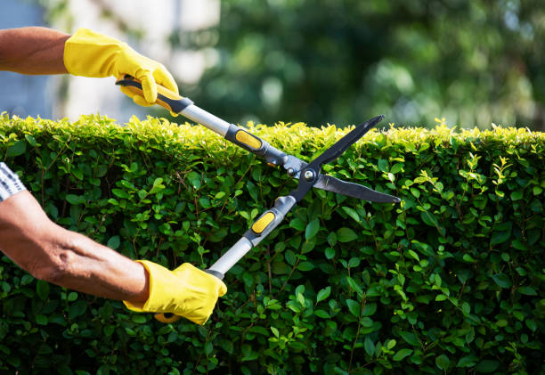 istockphoto 1163739474 612x612