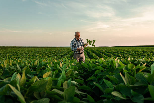 istockphoto 1210263624 612x612