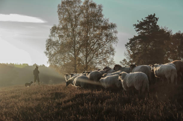 istockphoto 1455770768 612x612