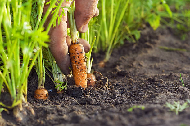 istockphoto 182174646 612x612