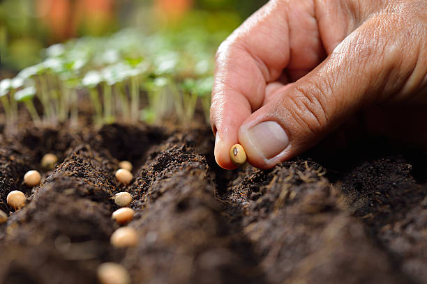 istockphoto 527229644 612x612