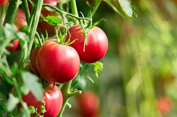 istockphoto 603180270 612x612