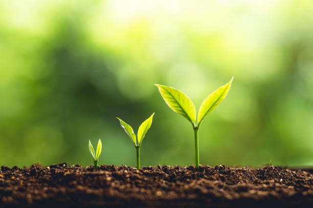 istockphoto 956366756 612x612