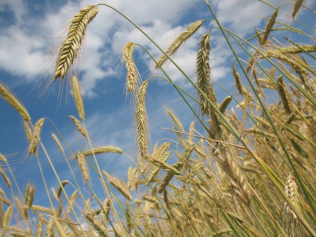 wheat 228726 640
