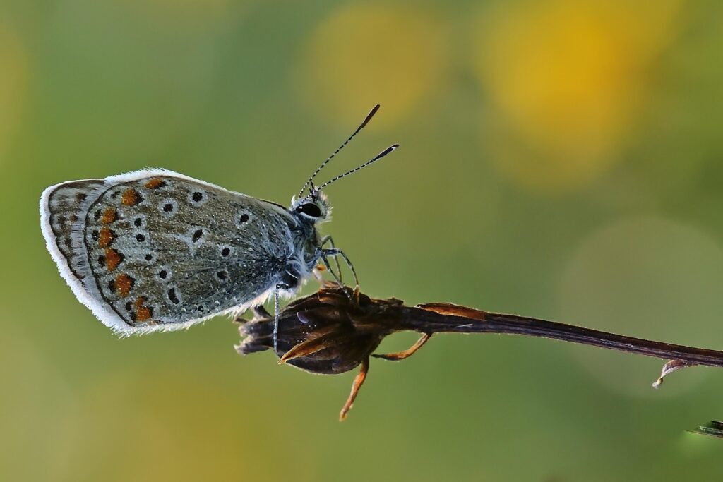 jggrz butterfly 8313010 1920
