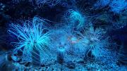 nico49 anemone 27915651920
